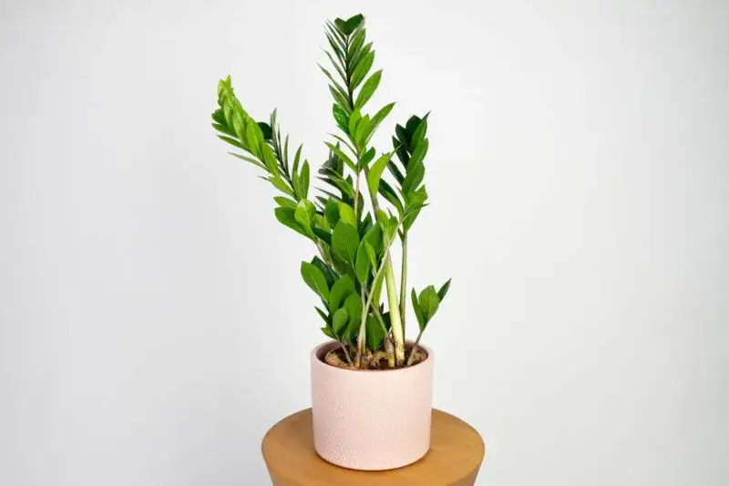 Toksyczny Zamiokulkas: Objawy, Zagrożenia i Bezpieczna Uprawa