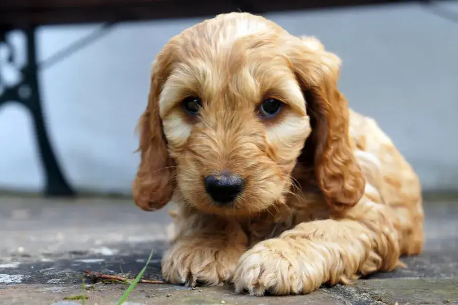 Cockapoo włosy czy sierść - kluczowe różnice i pielęgnacja