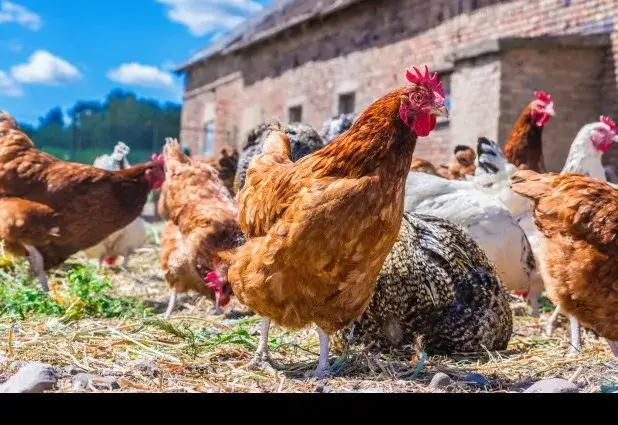 Jakie kury do przydomowej hodowli – idealne rasy dla każdego ogrodu