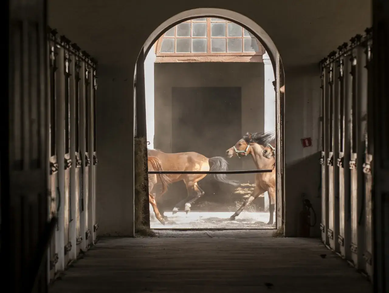 Dwa brązowe konie biegną przez łukowe przejście stajni, wzbijając kurz.