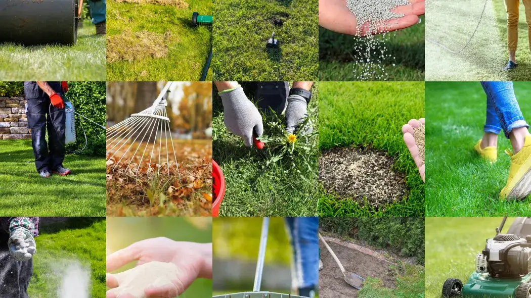Jak nawozić trawnik? Poradnik krok po kroku na każdy sezon