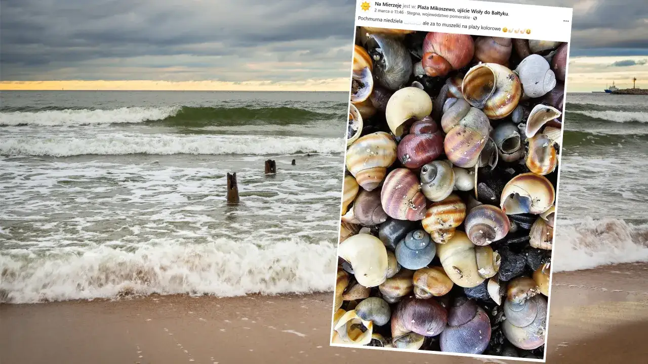 Odkryj muszle Bałtyku: Rozpoznaj gatunki i znajdź je na plaży!