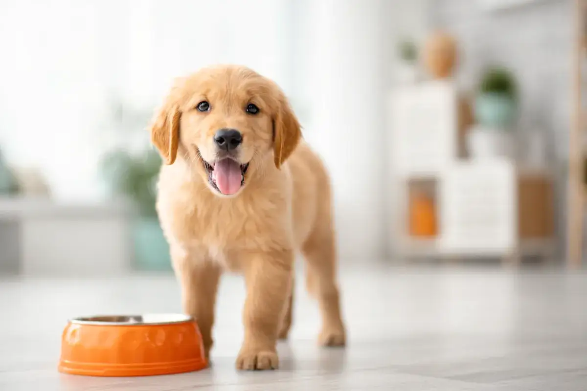 Szczeniak golden retriever czeka na swoją mokrą karmę dla szczeniaka od kiedy tylko pojawił się w domu.