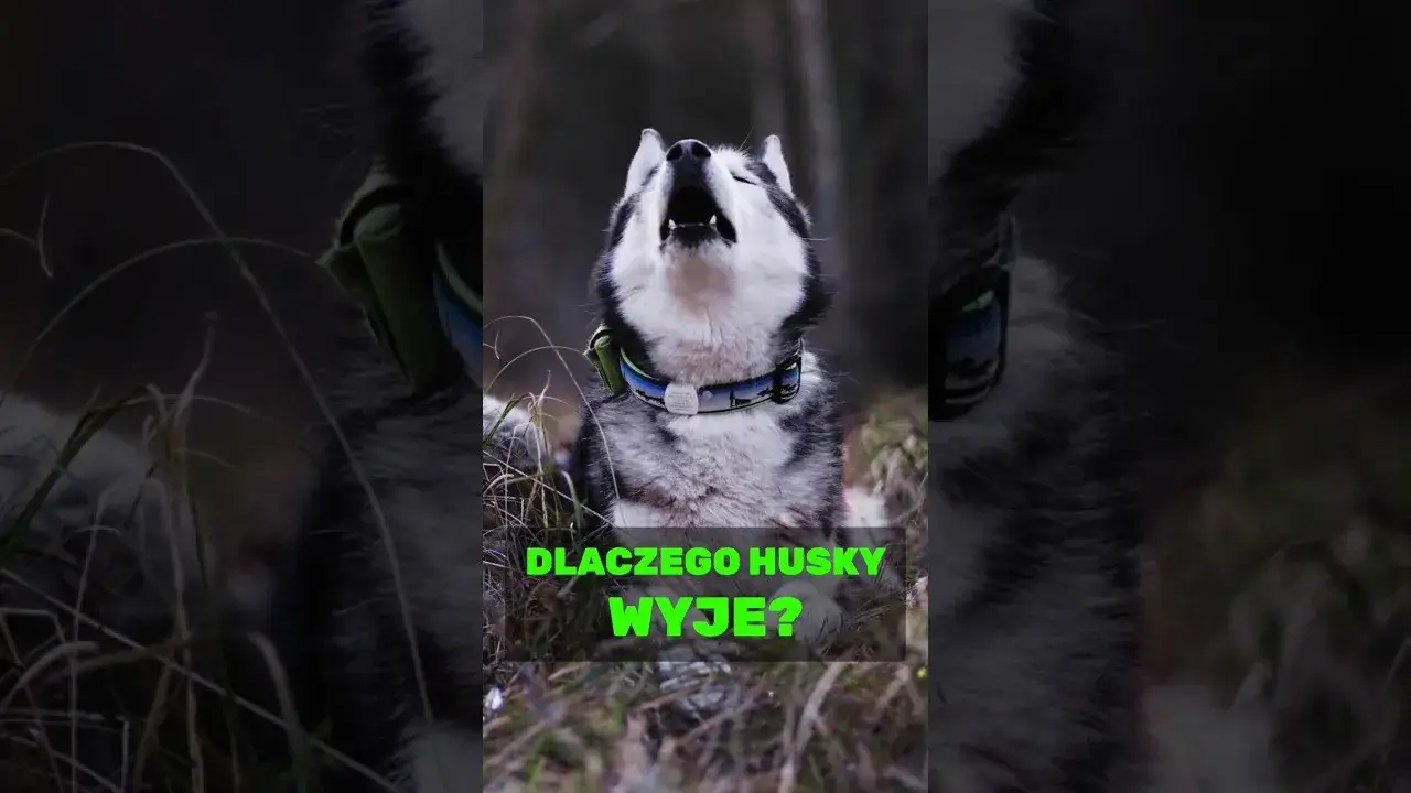 Dlaczego husky wyje? Odkryj powody i sposoby na to zachowanie