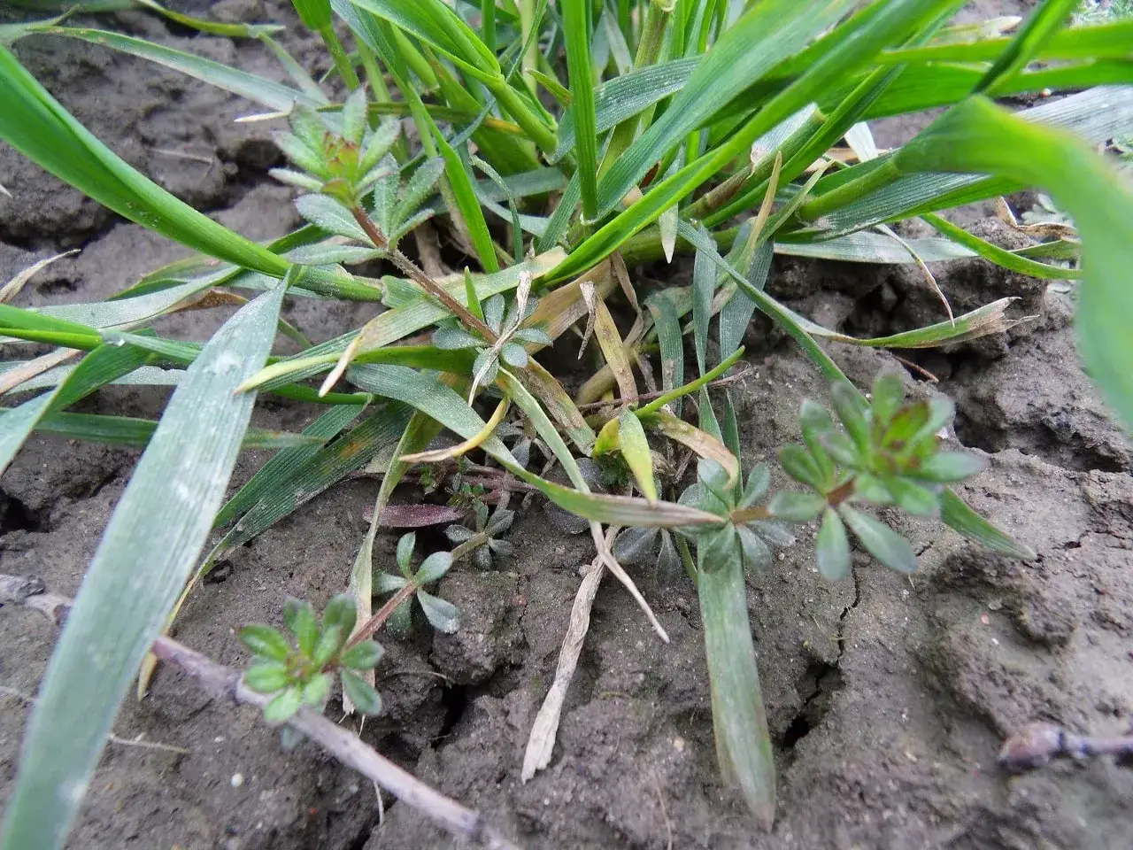 Przytulia czepna: Skuteczne zwalczanie i zaskakujące zastosowania