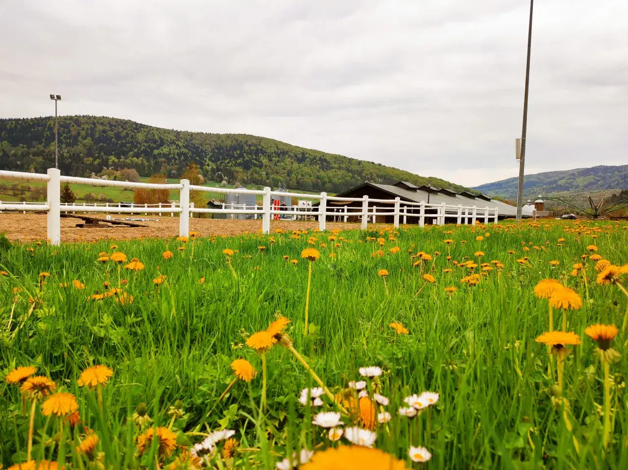 Stadnina Koni Gładyszów: Hucuły, rajdy, noclegi Planuj wizytę!
