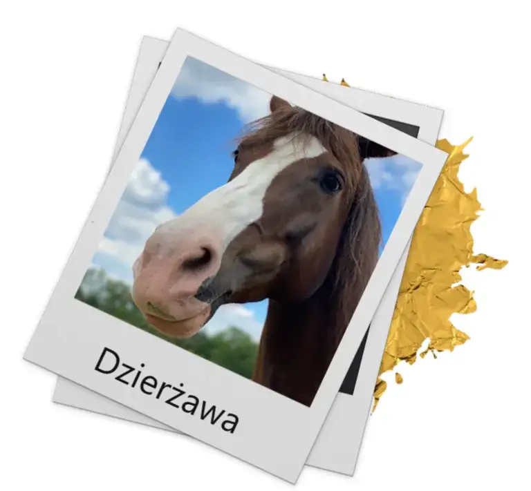 Stajnia koni Warszawa Białołęka: najlepsze lekcje jazdy i opieka nad końmi