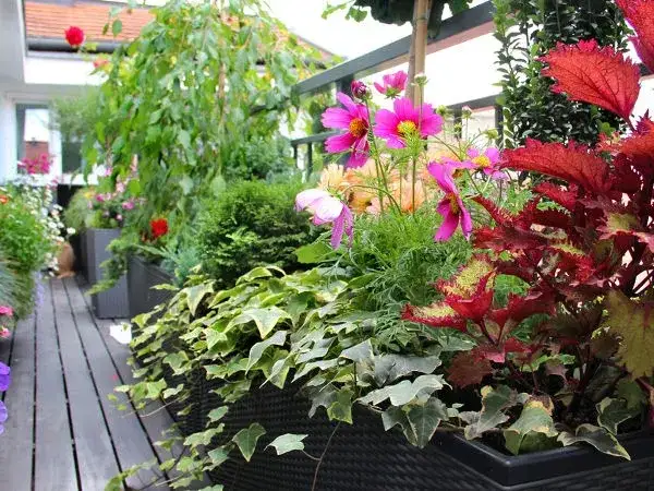 Kwiaty na taras w doniczkach: wybierz hity na słońce i cień!