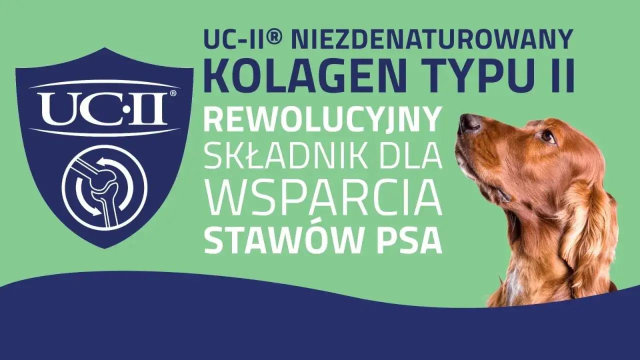 Co na stawy dla psa: skuteczne suplementy, które poprawią zdrowie stawów