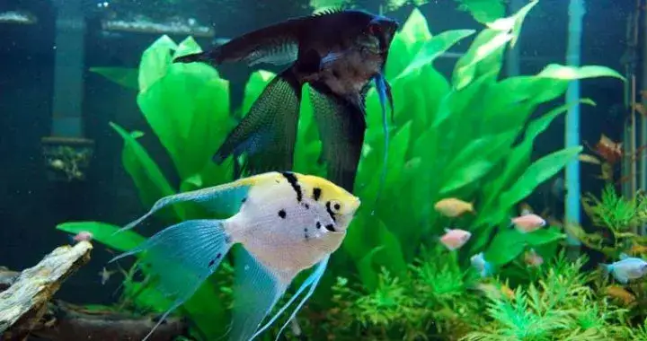 Czy pyszczaki mogą być ze skalarami? Uniknij agresji w akwarium