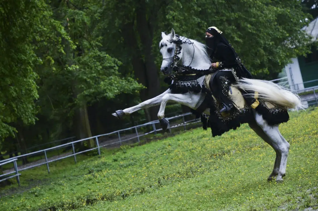 Stadnina koni Klikowa - historia i tajemnice hodowli koni arabskich