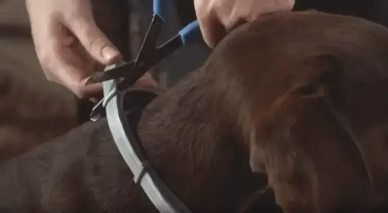 Jaką obrożę przeciw kleszczom dla psa wybrać, by zapewnić bezpieczeństwo?