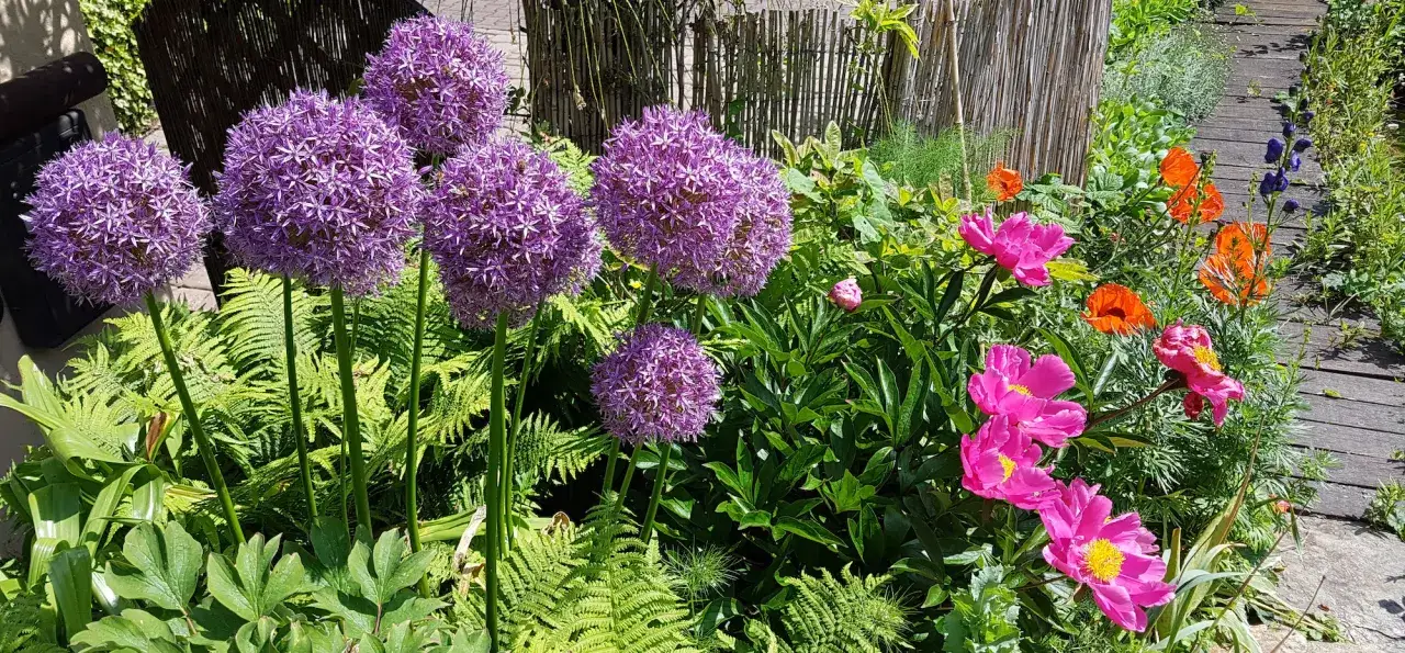 Jak sadzić czosnek ozdobny jesienią? Spektakularne kwitnienie!