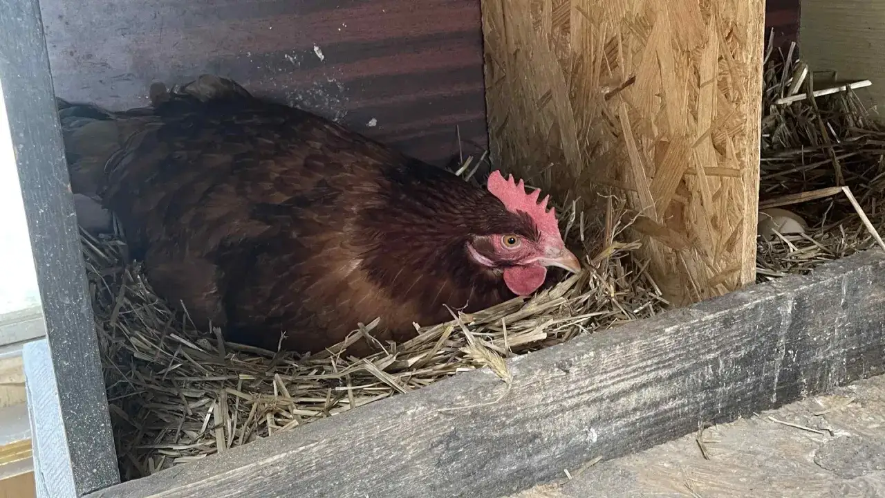 Kura siedzi na jajkach w gnieździe. To znak, po czym poznać, że kura się niesie.