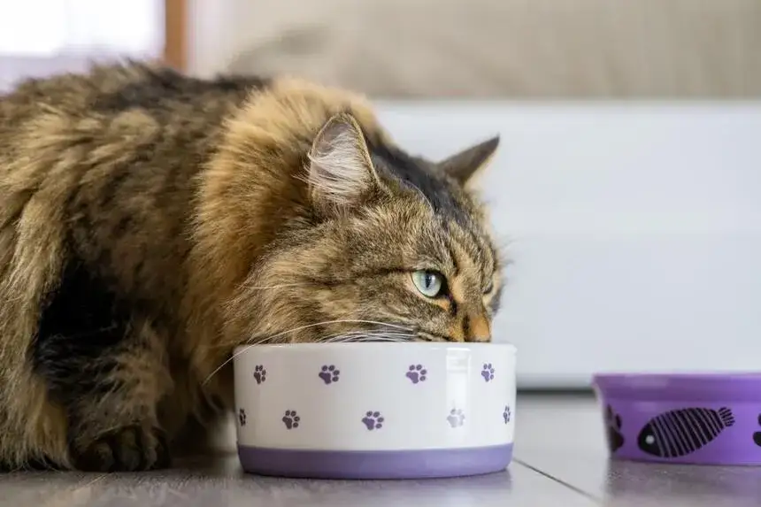 Czy koty mogą jeść wieprzowinę? Odkryj niebezpieczeństwa i zasady żywienia