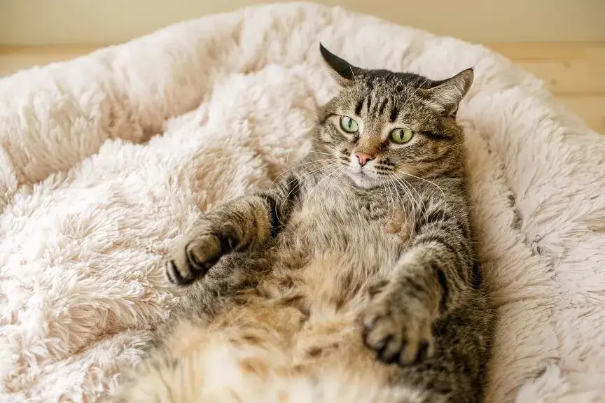 Ile sutków ma kotka? Zaskakujące fakty o anatomii kotów