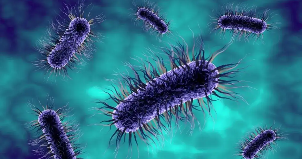 Wizualizacja bakterii Escherichia coli, które mogą powodować infekcje dróg moczowych.