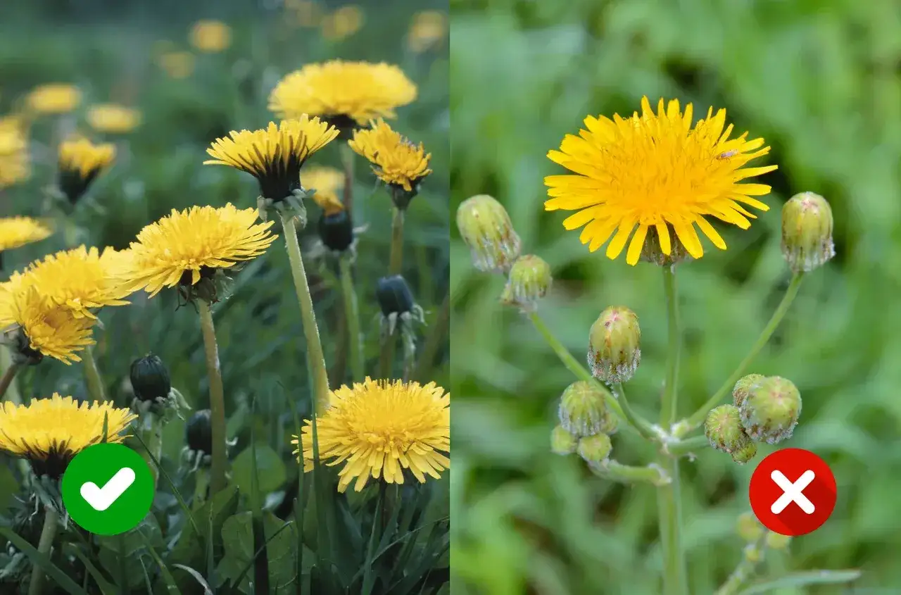 Mniszek czy mlecz polny? Rozpoznaj i zwalcz żółte chwasty!