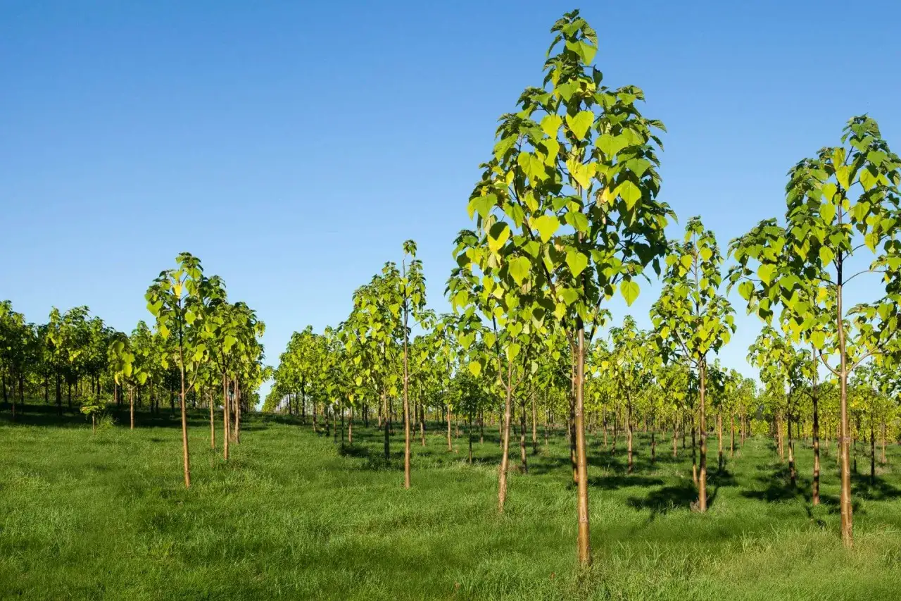 Drzewa tlenowe: Kiedy sadzić, by rosły 3m/rok? Poradnik Neli