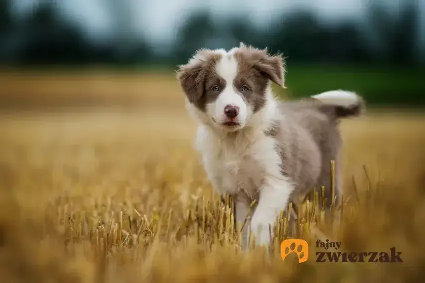 Border Collie szczeniak: Ile karmy, by rósł zdrowo? Sprawdź!