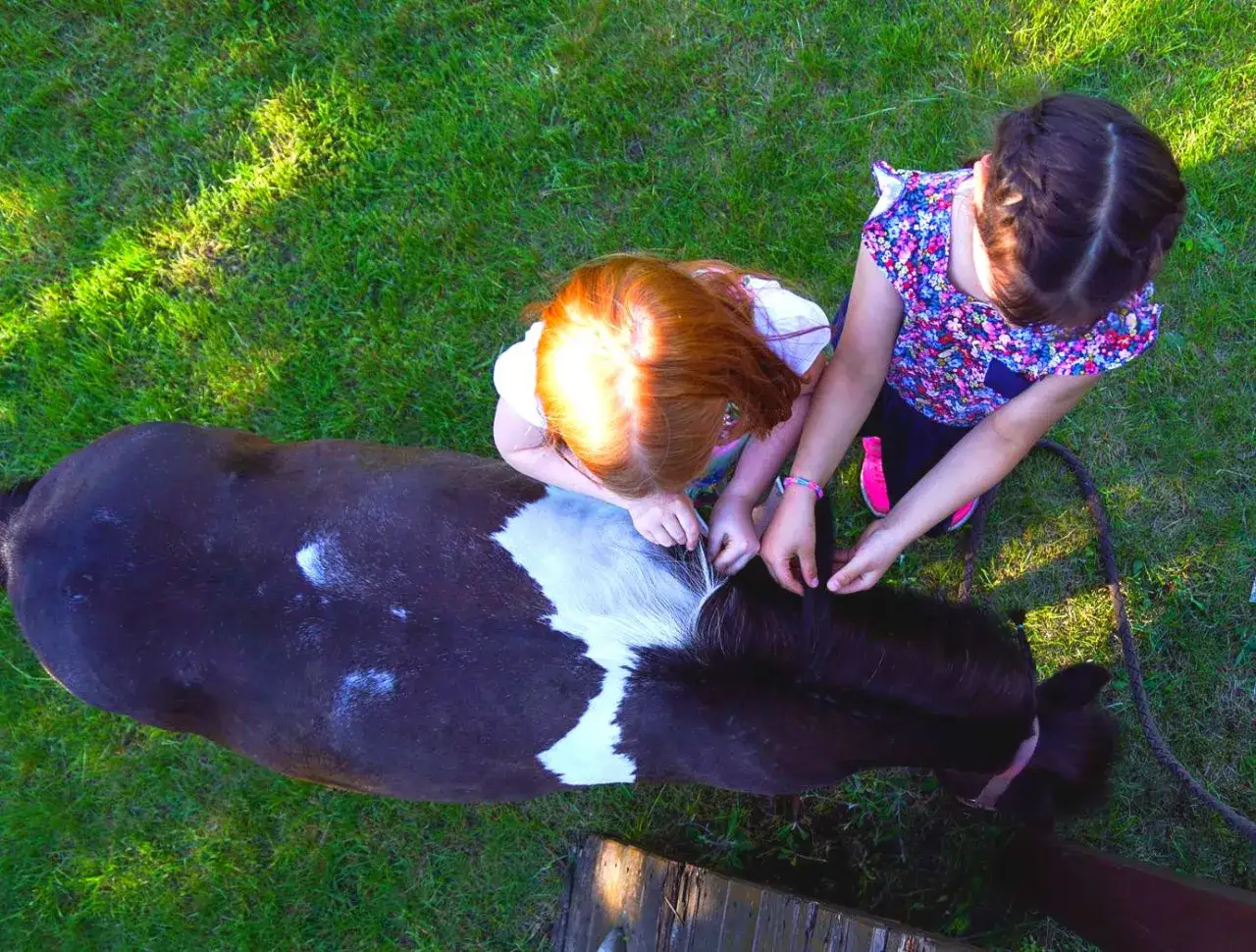 Stadnina koni Piaseczno: najlepsze stajnie i jazda konna dla dzieci