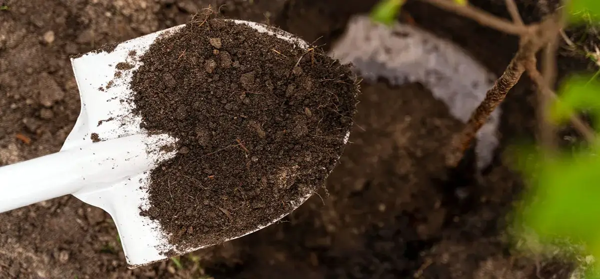 Jak zakwasić glebę pod hortensje? Skuteczny poradnik krok po kroku