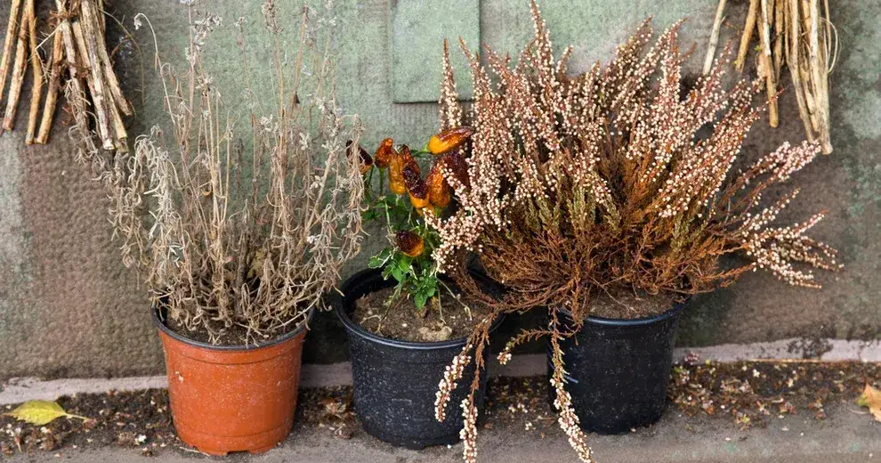 Czy wrzos uczula? Sprawdź, czy to roślina bezpieczna dla Ciebie.