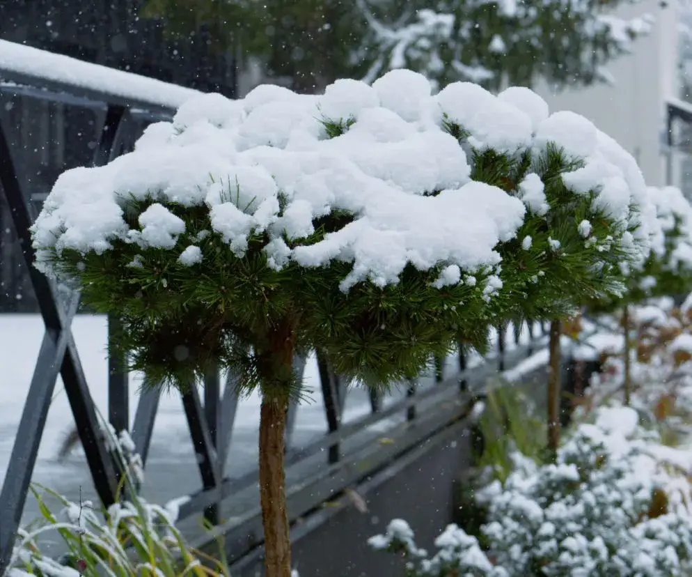 Drzewa na taras: jakie wybrać i jak dbać, by przetrwały zimę?