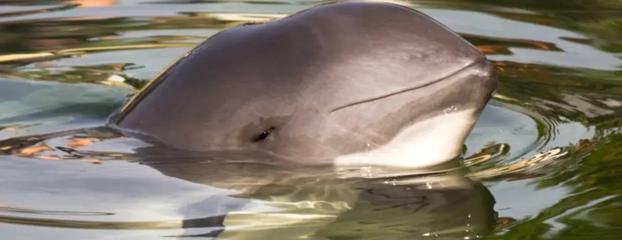 Jakie zwierzęta żyją w Bałtyku? Odkryj fascynującą faunę morską
