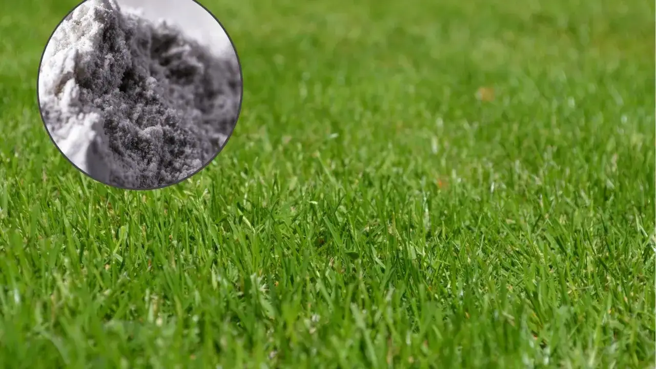 Trawnik bez mchu? Mączka bazaltowa: kiedy i jak ją stosować