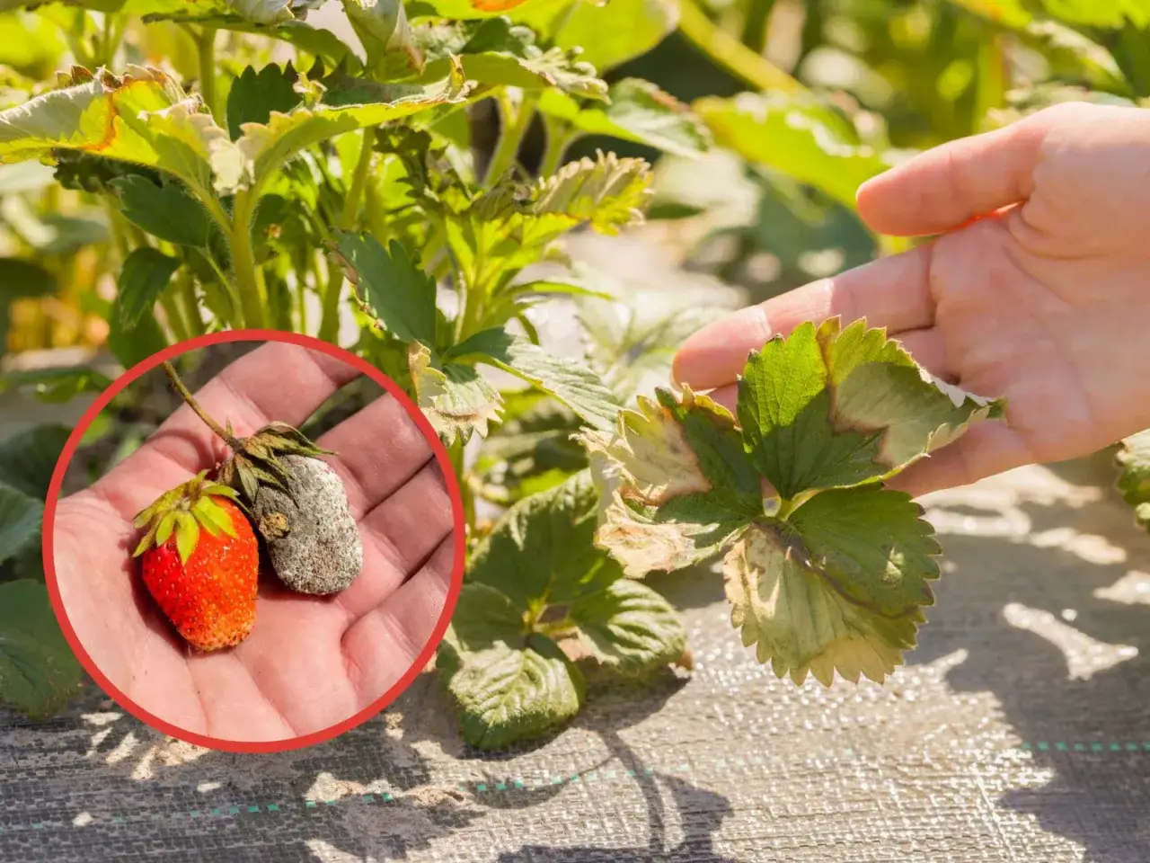 Dlaczego truskawka nie kwitnie? Oto najczęstsze przyczyny braku kwiatów