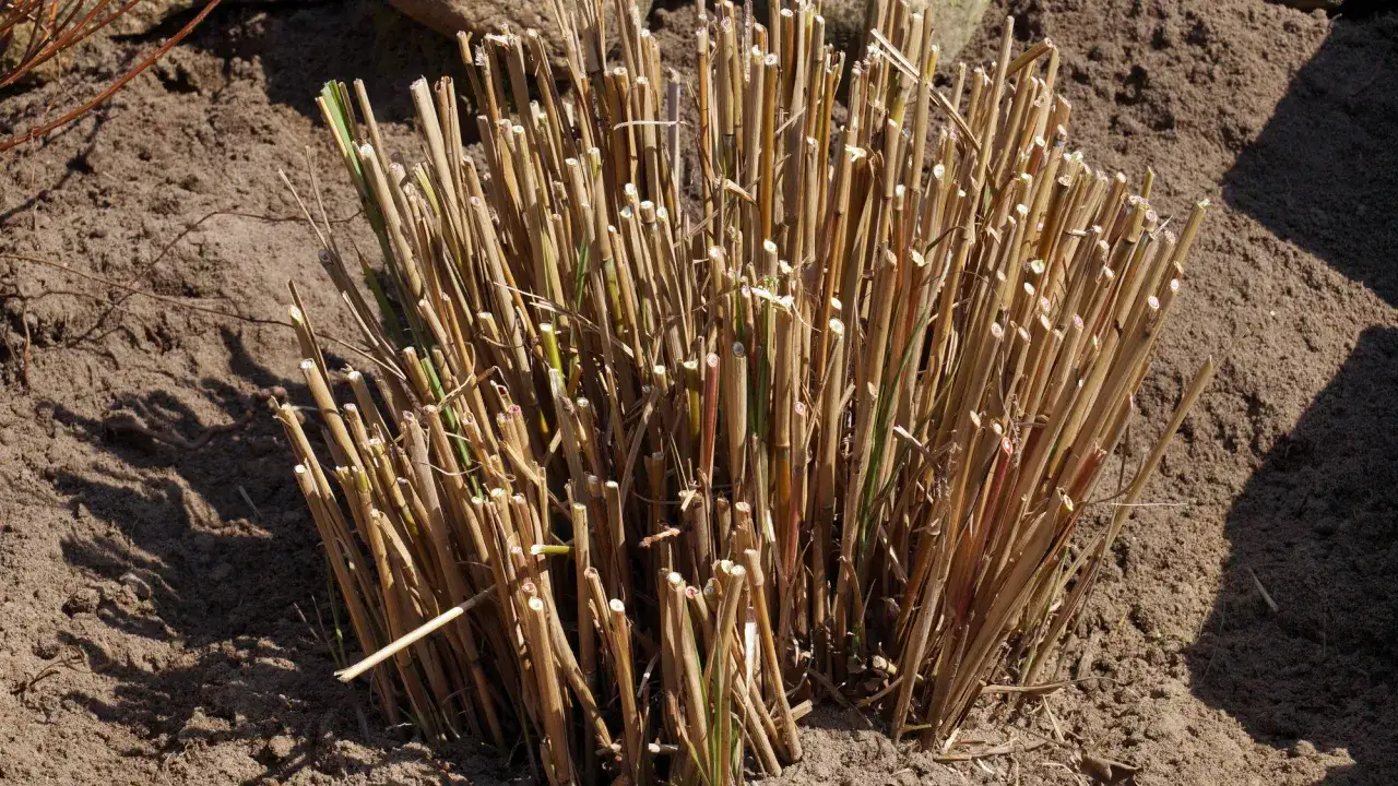 Przycinanie traw ozdobnych: Kiedy, jak i czym? Uniknij błędów!