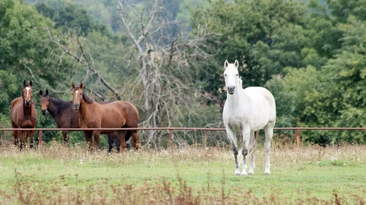 Stadnina koni Iwno - historia, usługi i pasja do jeździectwa