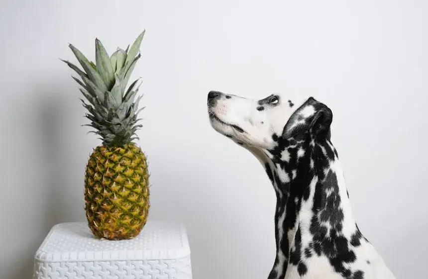 Czy pies może jeść ananasa? Bezpieczne zasady i ryzyka dla zdrowia