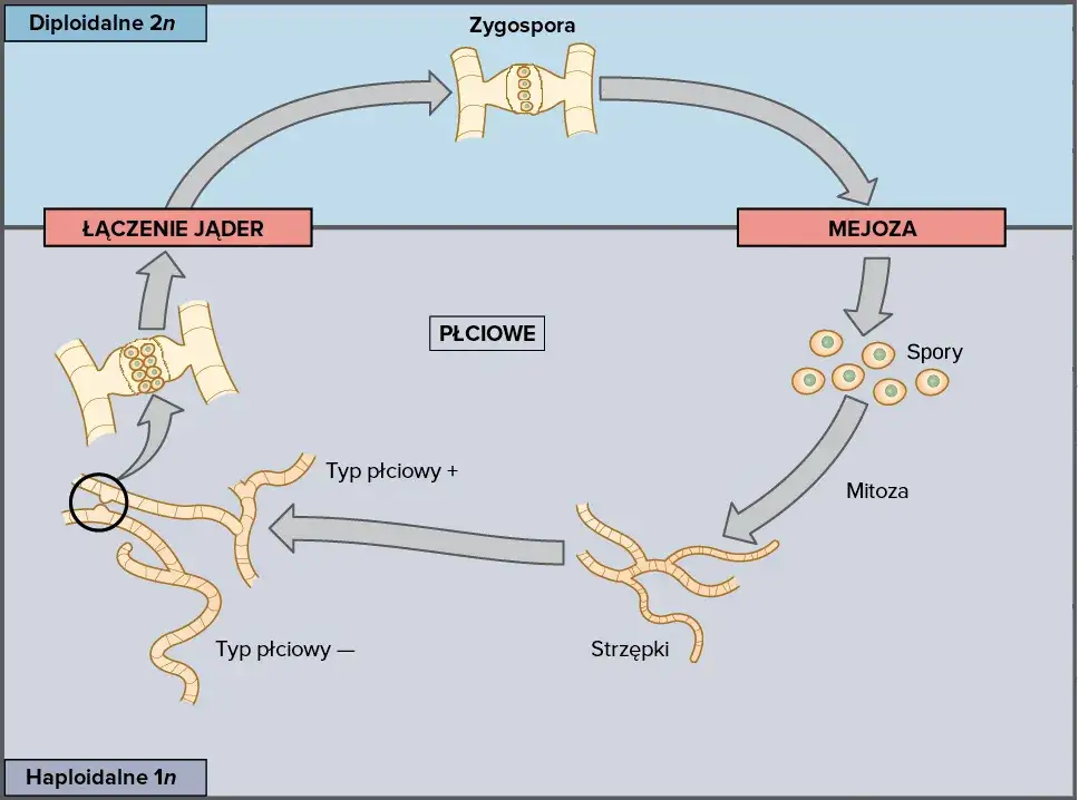 Małże jak się rozmnażają? Zaskakujące metody i etapy rozwoju