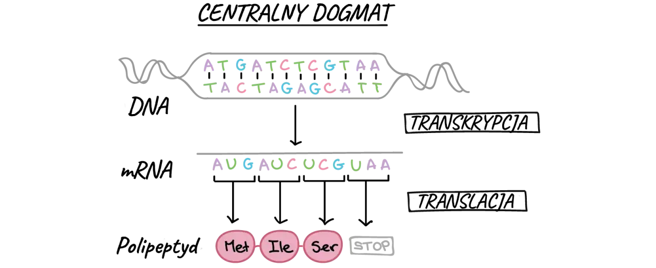 Co to jest transkrypcja w biologii i dlaczego jest tak ważna?