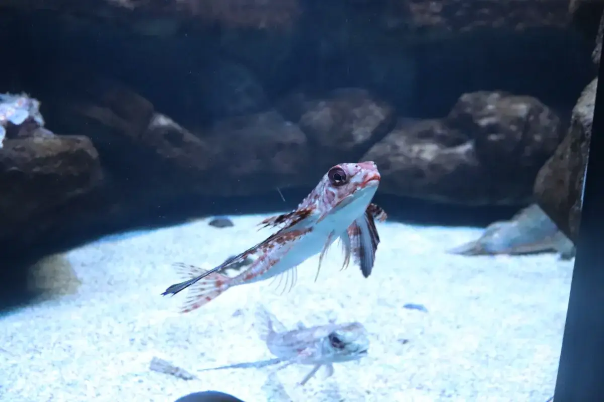 Oceanarium Kreta: Niezapomniane atrakcje i tajemnice morskiego świata