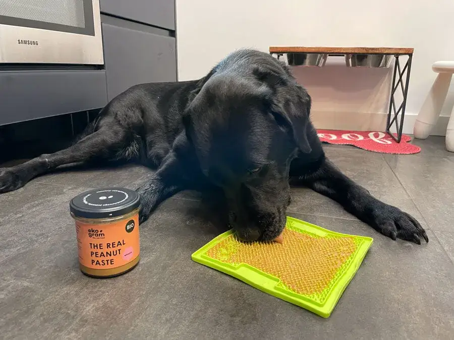 Jakie masło orzechowe dla psa jest bezpieczne i zdrowe dla pupila?