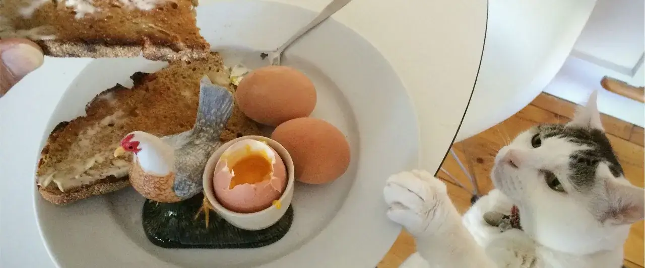 Czy koty mogą jeść żółtko? Bezpieczne metody i ryzyka zdrowotne