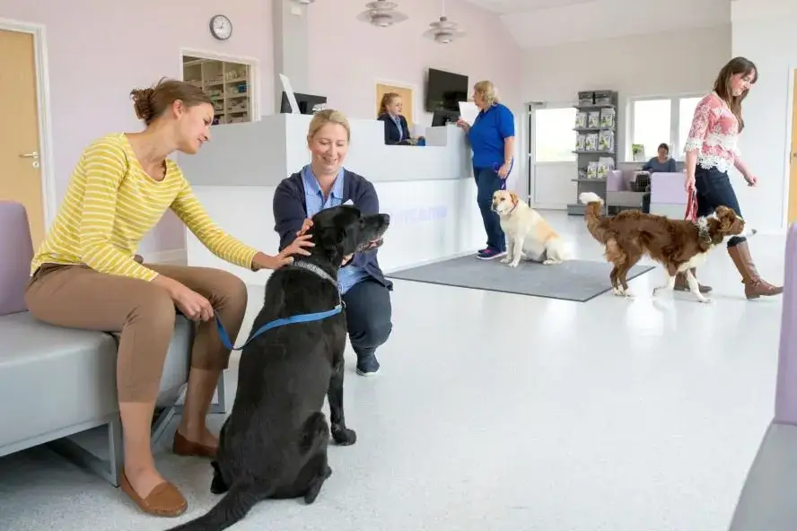 Wann rechnet Tierarzt 3-fachen Satz ab? Vermeiden Sie hohe Kosten!