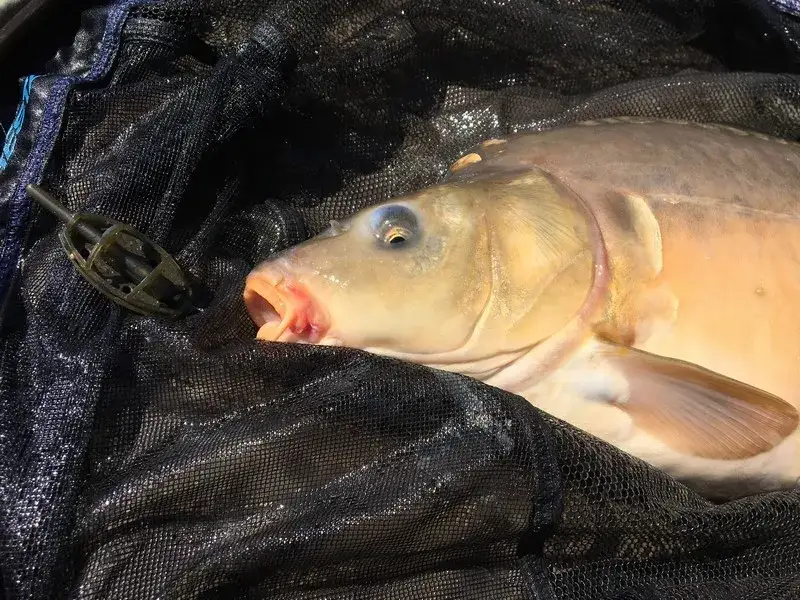 Gdzie można łowić ryby bez karty wędkarskiej w lubelskim? Oto miejsca