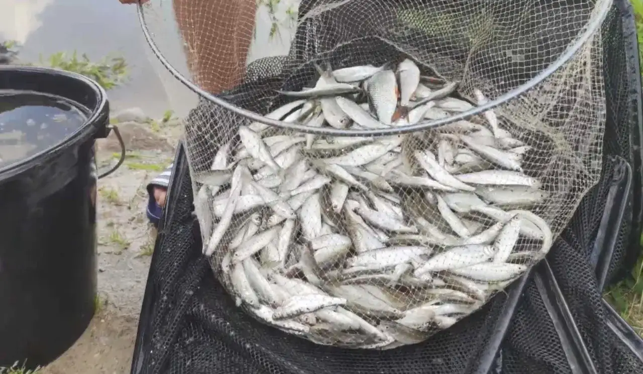 Zanęta na ukleje: skuteczne przepisy, które zwiększą Twoje połowy