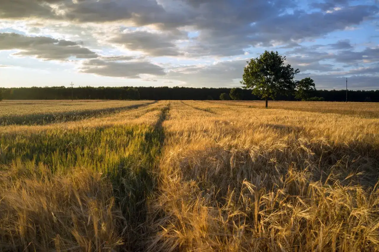 Motywy w Chłopach Reymonta, które zmieniają nasze spojrzenie na wieś