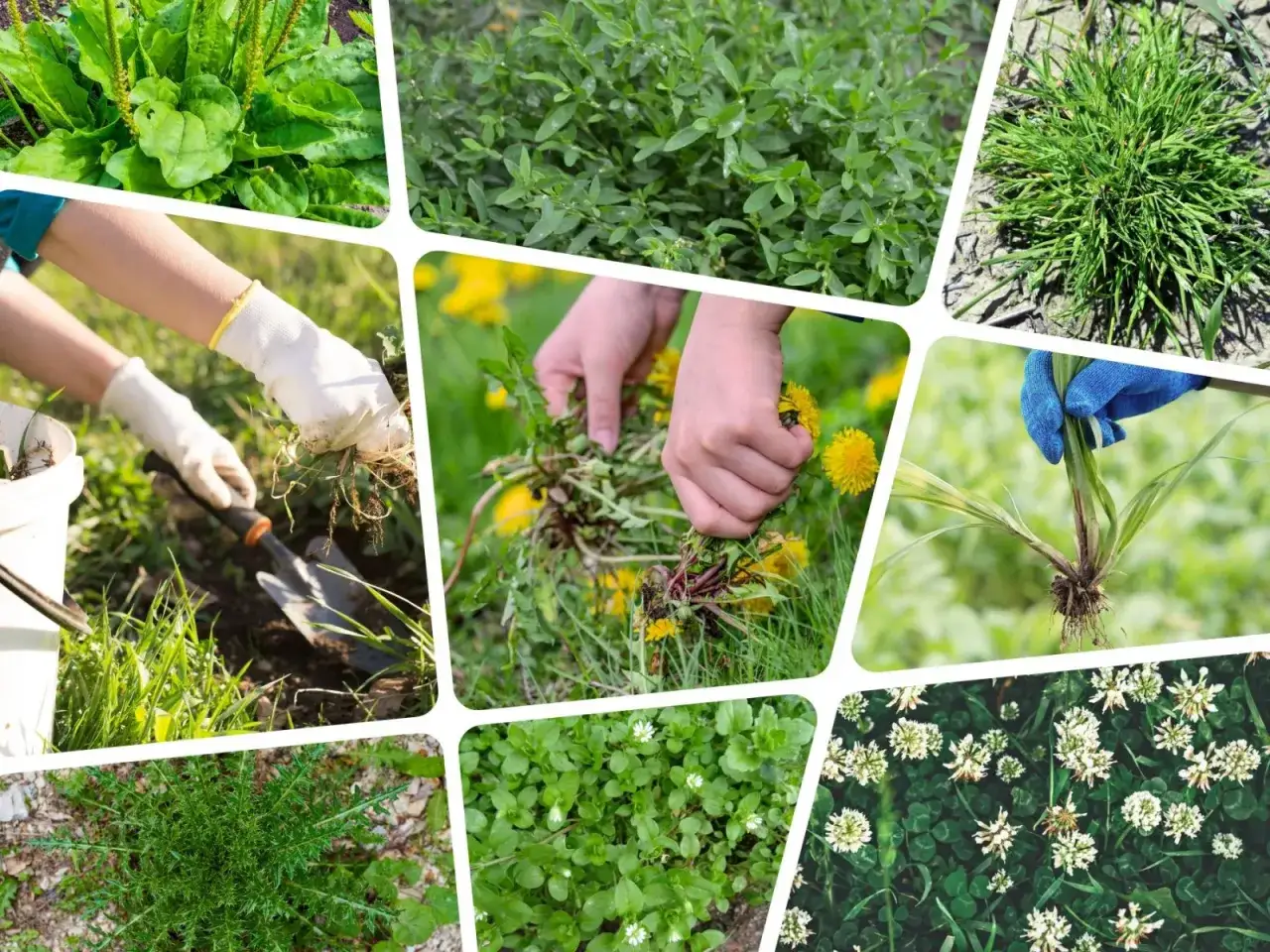 Ognicha: Jak rozpoznać i trwale pozbyć się chwastu?