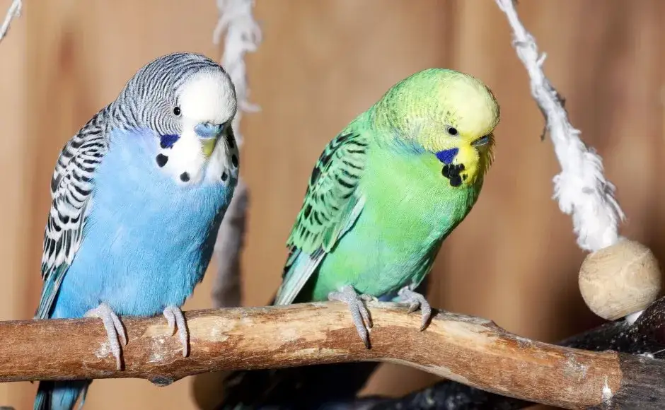 Skuteczne metody leczenia świerzbu u papug falistych, które pomogą