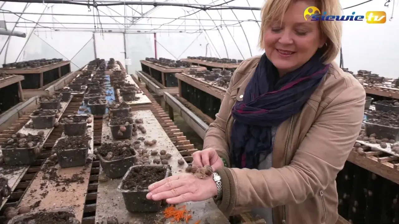 Jak wygląda hodowla ślimaków - kluczowe informacje i tajniki sukcesu