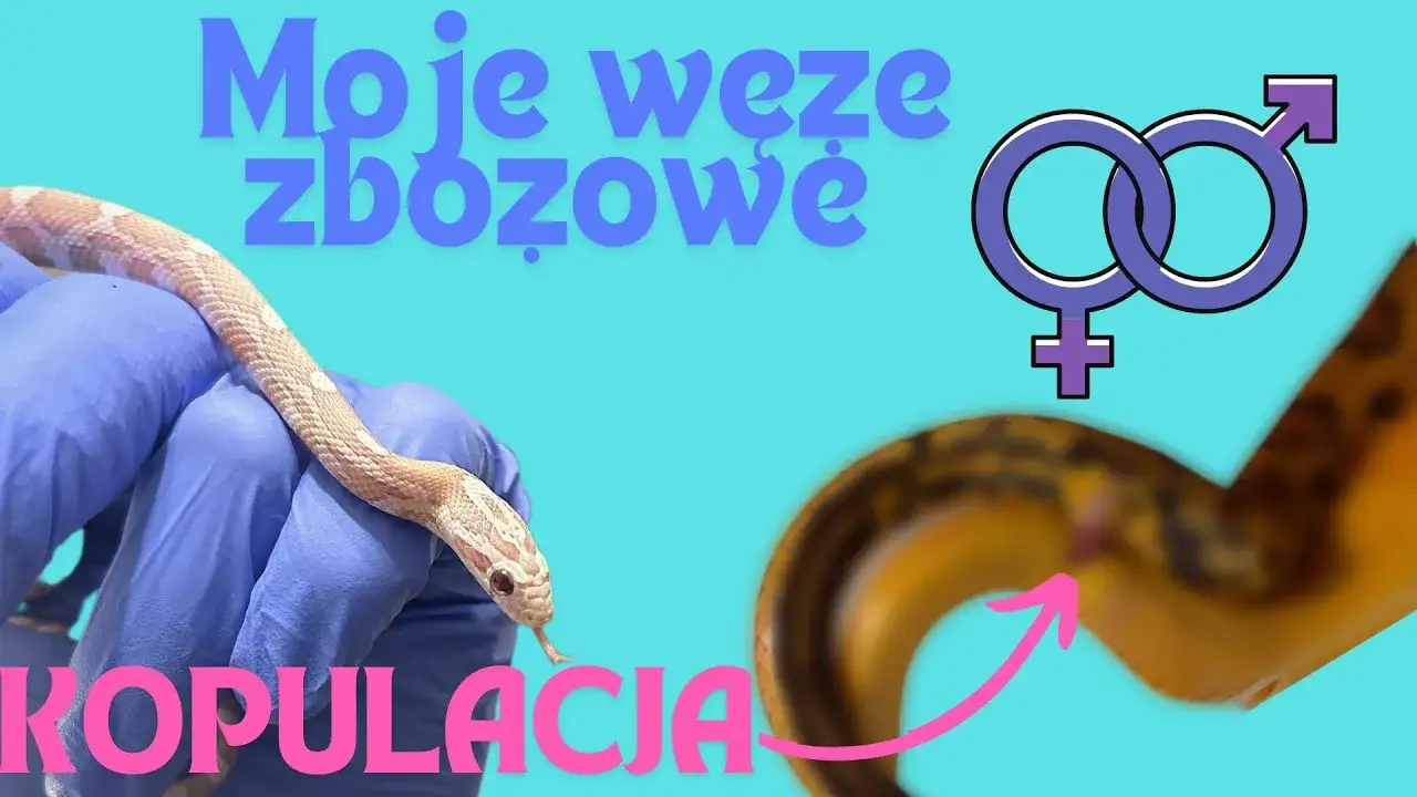 Jak rozmnażają się węże? Zaskakujące metody i procesy ich rozmnażania