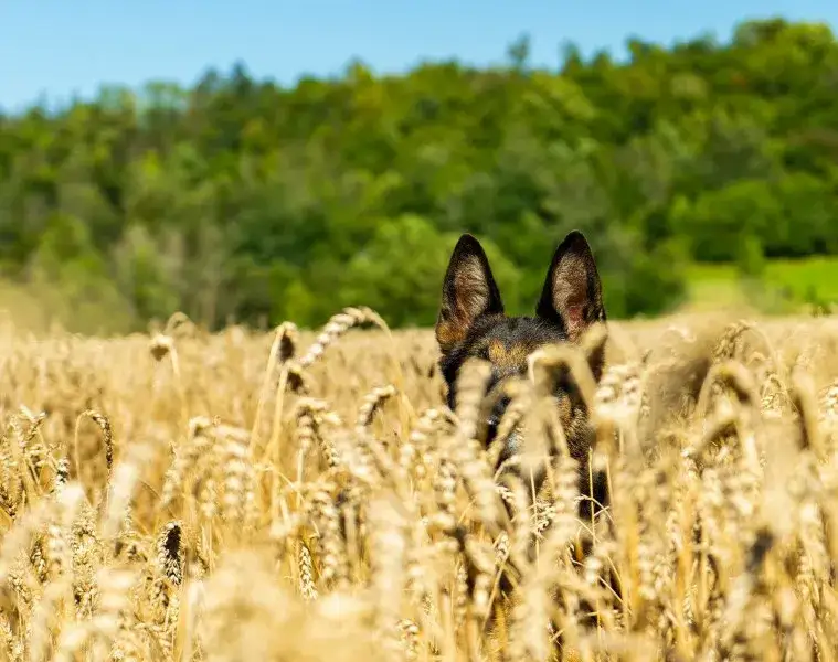 Czy pies może jeść zboże? Bezpieczeństwo, korzyści i ryzyka dla zdrowia.