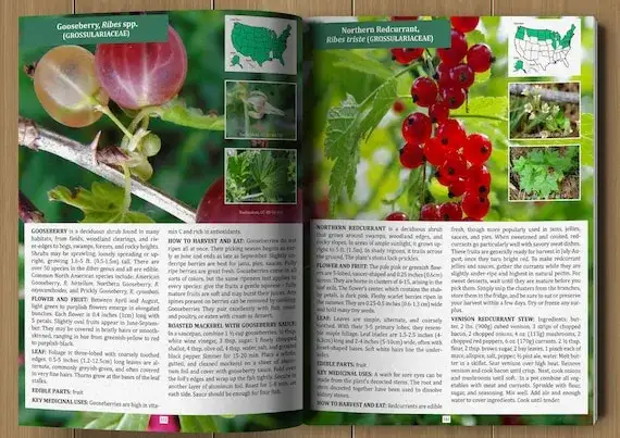 Jadalne owoce leśne: przewodnik survivalowy i bezpieczeństwo