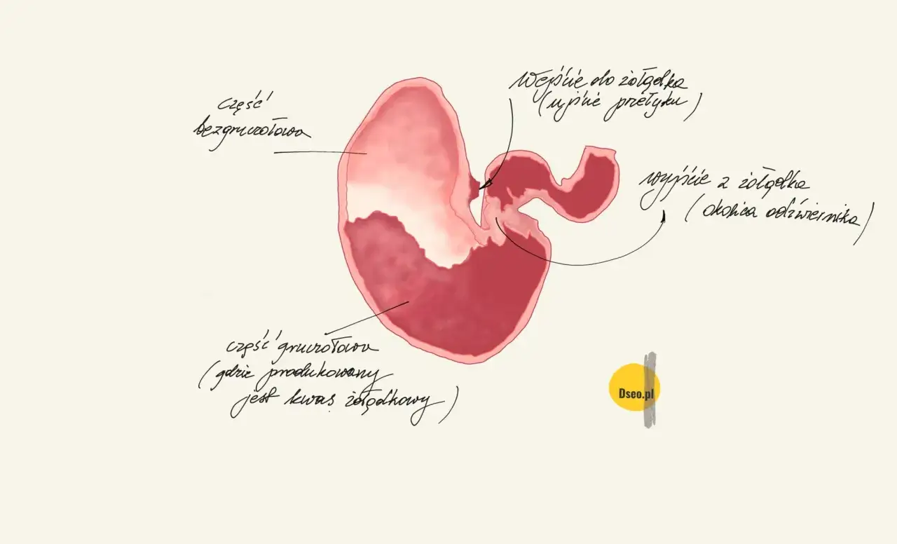 Wrzody u konia: Jak rozpoznać objawy i kiedy do weterynarza?
